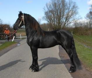 friesisches Pferd f�r ein neues Zuhause