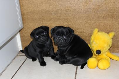 M�nnliche und weibliche Mops Welpen