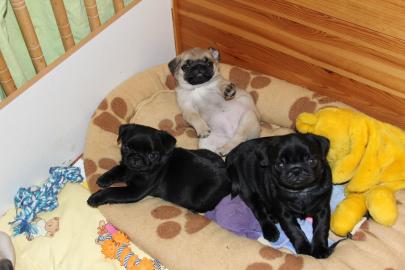 M�nnliche und weibliche Mops Welpen