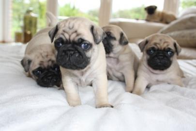 M�nnliche und weibliche Mops Welpen