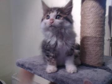 SEHR SCH�NE MAINE COON katzen!