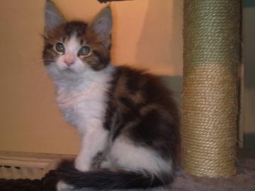 SEHR SCH�NE MAINE COON katzen!