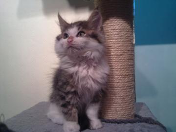 SEHR SCH�NE MAINE COON katzen!