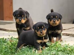 ADRK Rottweiler Welpen