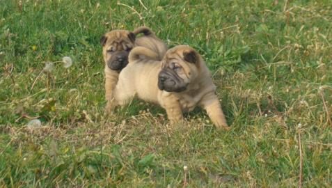 super s��e Shar-Pei Welpen zu verkaufen