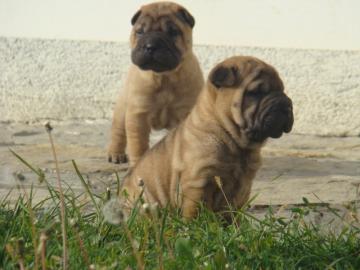 super s��e Shar-Pei Welpen zu verkaufen