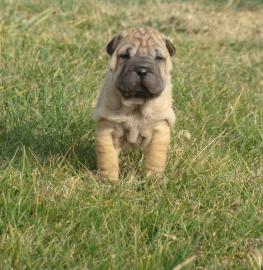 super s��e Shar-Pei Welpen zu verkaufen