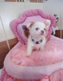 S��e (Tea-CupChihuahua) Welpen