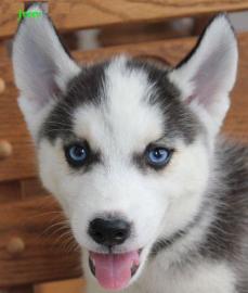 S��er Husky Welpe aus FCI-Zucht 1 Wochen