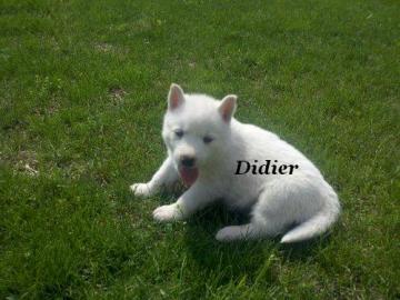 S��er Husky Welpe aus FCI-Zucht 1 Wochen