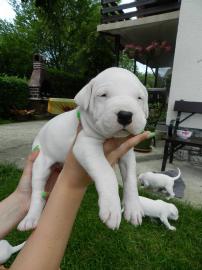 Dogo Argentino schone Welpen