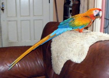 Papageien und PARROTS Eier zum Verkauf (