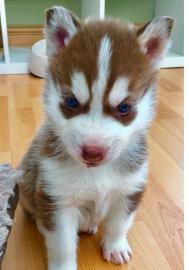 Siberian Husky Welpen