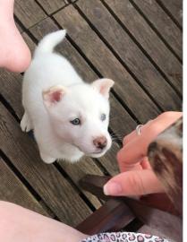Siberian Husky Welpen