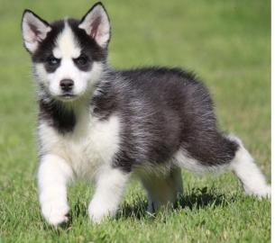 Siberian Husky Welpen