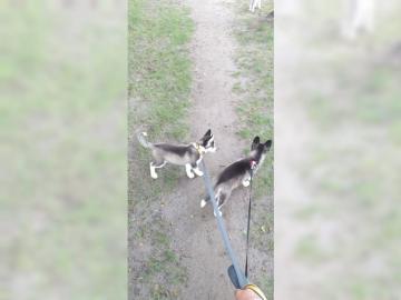 Sibirische Husky Welpen 12 Wochen Alt