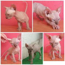 K�tzchen Kanadischer Sphynx mit Stammbau