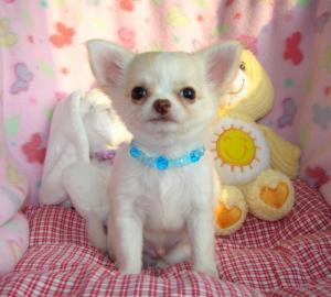 Wundersch?ne Chihuahua Welpen mit Papier