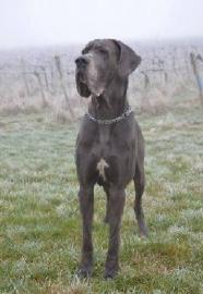 Deutsche Dogge in blau Welpen mit Pap. 