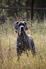 Deutsche Dogge in blau Welpen mit Pap. 