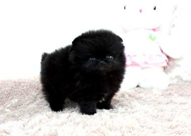 Wundersch�ne Zwergspitz-Pomeranian Welpe