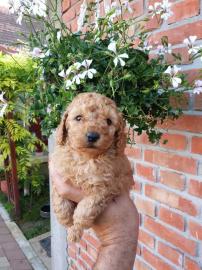 Pudelwelpen verf�gbar