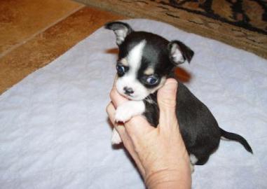 Chihuahua welpe 9 weibchen reinrassig