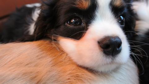 Welpen Cavalier King Charles Spaniel