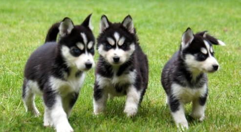 Siberian Husky mit blauen Augen f�r die