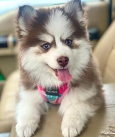 Pomsky Welpen mit Papieren whatsapp numm