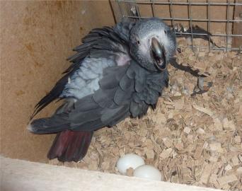 M?nnchen und Weibchen Graupapageien-mit. 