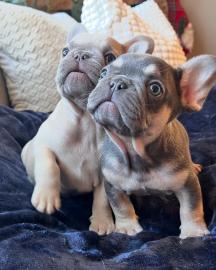 Lernen Sie die Franz�sischen Bulldoggenw