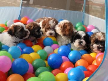 Erh?ltlich Havaneser Welpen mit Papieren