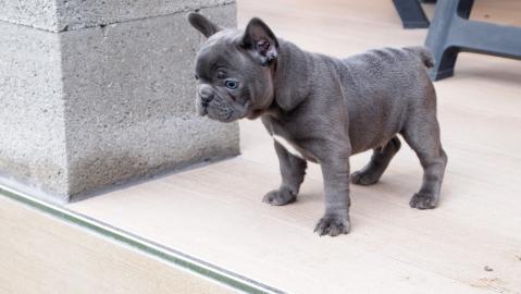 Franz�sische Bulldogge Welpen mit Papier