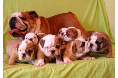 English Bulldog - Englische Bulldogge