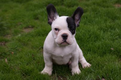Franz�sische Bulldogge Welpen