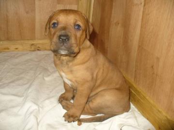 Tosa inu Welpen mit Papiere