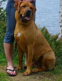 Tosa inu Welpen mit Papiere