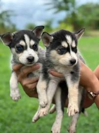 S��e Siberian Husky Welpen suchen ein li