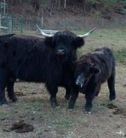 Mini Highland Cattle,Dexter,Schottisches