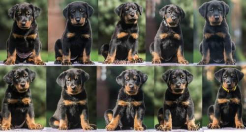 Beauceron (Berger de Beauce) FCI Welpen