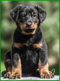 Beauceron (Berger de Beauce) FCI Welpen