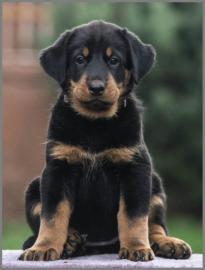 Beauceron (Berger de Beauce) FCI Welpen