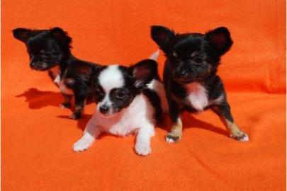 chihuahua welpen