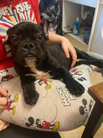 Franz?sische Bulldoggen Welpen
