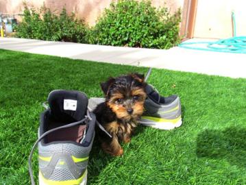 Yorkshire-Terrier Welpen