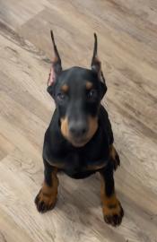 Reinrassige Dobermann welpen