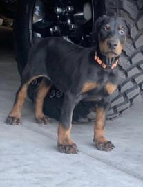 Reinrassige Dobermann welpen