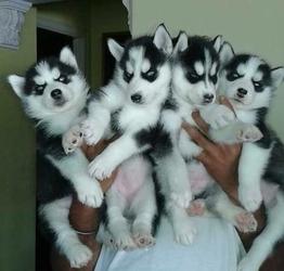 Siberian Husky Welpen mit Stammbaum