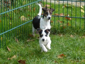 Jack Russell Terrier Welpen